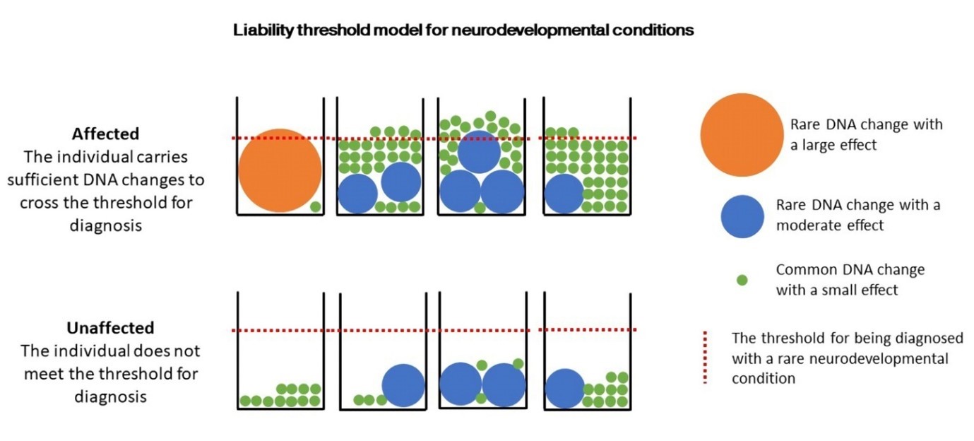 Diagram shows that a rare DNA change with a large effect can mean that a patient passes the threshold for diagnosis, and that 2-3 rare DNA changes with moderate effects can combine together, or with common DNA changes with a slight effect, to pass the threshold. It also shows that 1-2 rare changes with a moderate effect, combined with several common changes with small effects, may not pass the threshold for diagnosis.