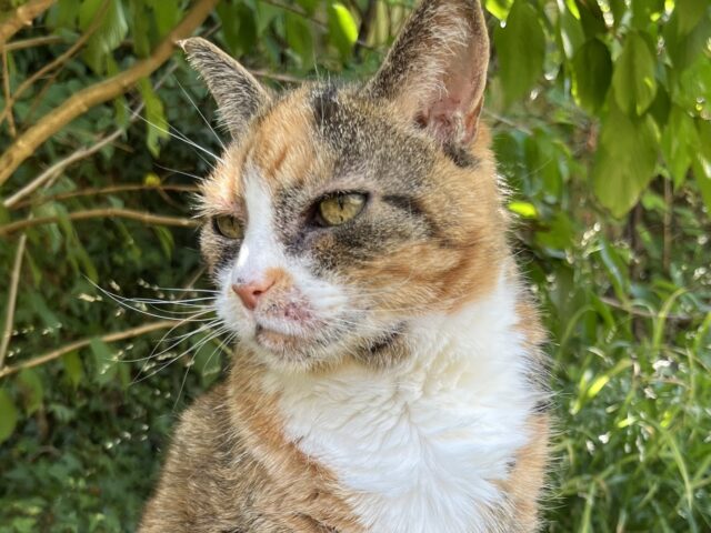 A gingery tortoiseshell cat with a white front sits in a garden looking off to the left of the image
